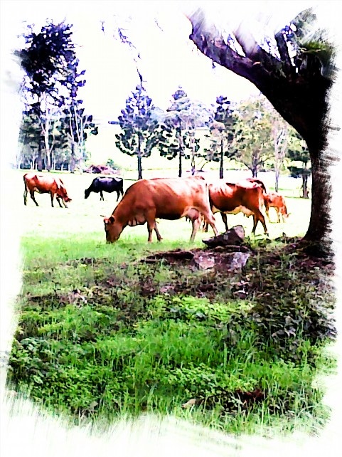 Grazing Cattle